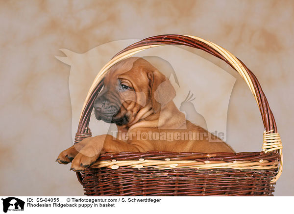 Rhodesian Ridgeback Welpe im Krbchen / Rhodesian Ridgeback puppy in basket / SS-04055