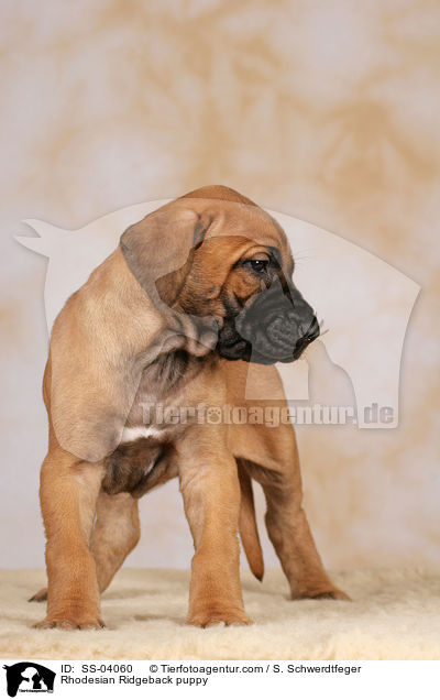 Rhodesian Ridgeback Welpe / Rhodesian Ridgeback puppy / SS-04060
