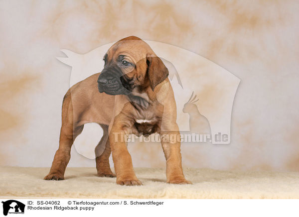 Rhodesian Ridgeback Welpe / Rhodesian Ridgeback puppy / SS-04062
