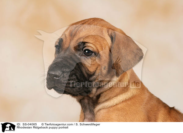 Rhodesian Ridgeback Welpe Portrait / Rhodesian Ridgeback puppy portrait / SS-04065