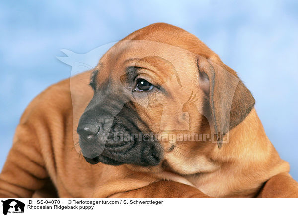 Rhodesian Ridgeback Welpe / Rhodesian Ridgeback puppy / SS-04070