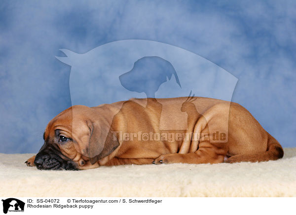 Rhodesian Ridgeback Welpe / Rhodesian Ridgeback puppy / SS-04072