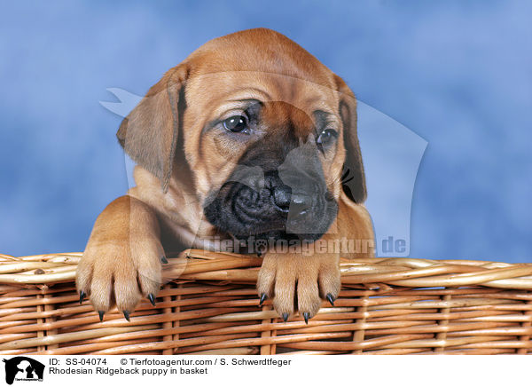 Rhodesian Ridgeback Welpe im Krbchen / Rhodesian Ridgeback puppy in basket / SS-04074