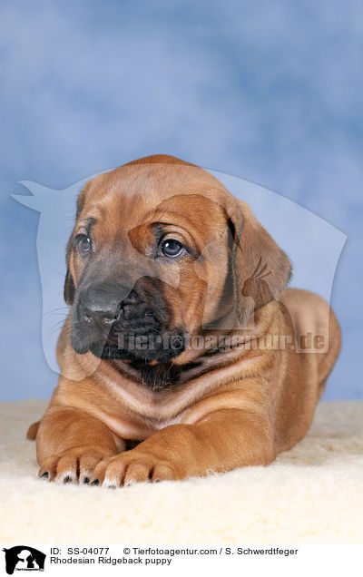 Rhodesian Ridgeback Welpe / Rhodesian Ridgeback puppy / SS-04077