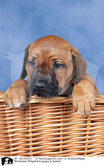 Rhodesian Ridgeback Welpe im Krbchen / Rhodesian Ridgeback puppy in basket / SS-04079