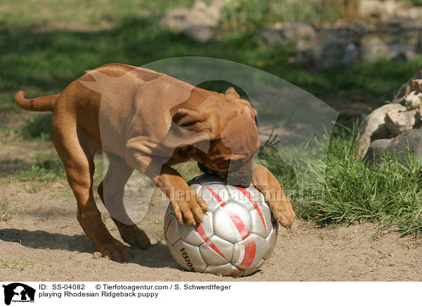 spielender Rhodesian Ridgeback Welpe / playing Rhodesian Ridgeback puppy / SS-04082