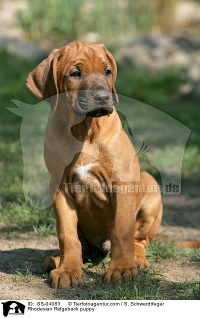 Rhodesian Ridgeback Welpe / Rhodesian Ridgeback puppy / SS-04083
