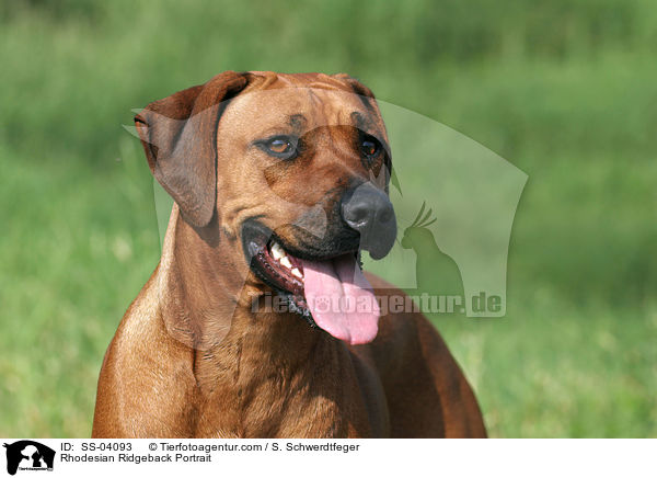 Rhodesian Ridgeback Portrait / Rhodesian Ridgeback Portrait / SS-04093