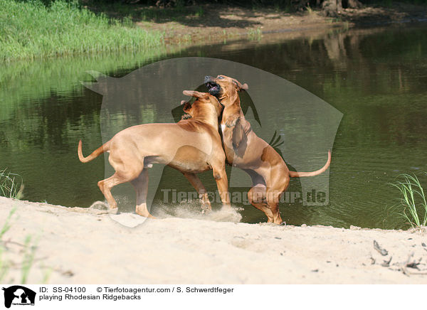 spielende Rhodesian Ridgebacks / playing Rhodesian Ridgebacks / SS-04100