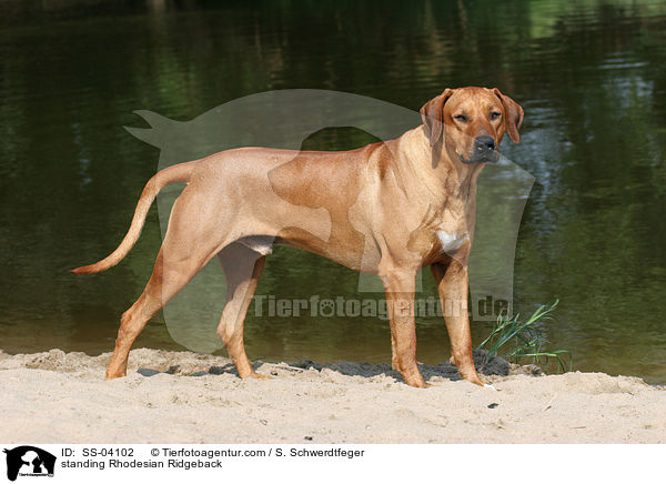 stehender Rhodesian Ridgeback / standing Rhodesian Ridgeback / SS-04102