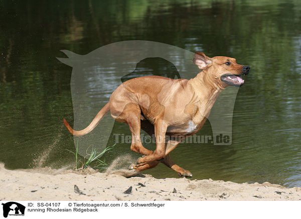 running Rhodesian Ridgeback / SS-04107
