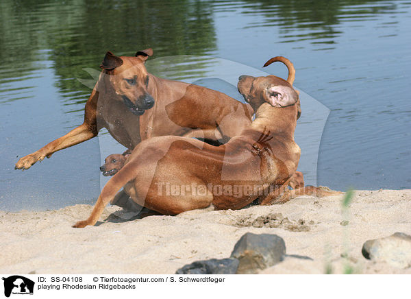 spielende Rhodesian Ridgebacks / playing Rhodesian Ridgebacks / SS-04108