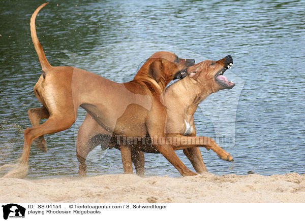 spielende Rhodesian Ridgebacks / playing Rhodesian Ridgebacks / SS-04154