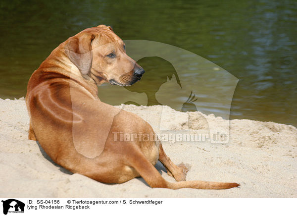 liegender Rhodesian Ridgeback / lying Rhodesian Ridgeback / SS-04156