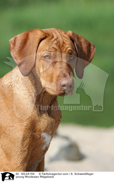 junger Rhodesian Ridgeback / young Rhodesian Ridgeback / SS-04159