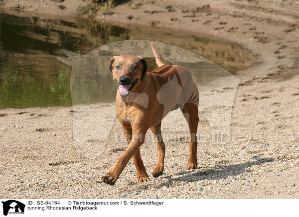 rennender Rhodesian Ridgeback / running Rhodesian Ridgeback / SS-04164