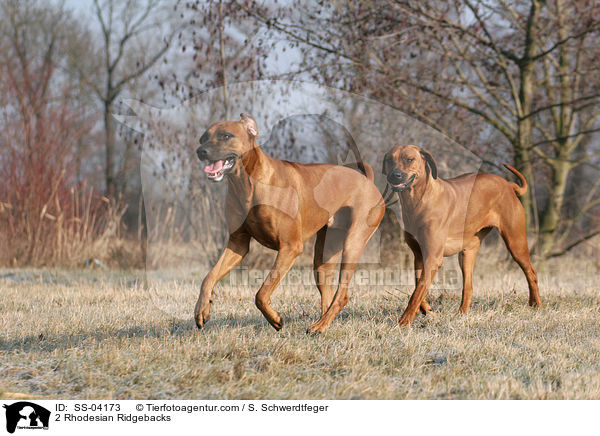 2 Rhodesian Ridgebacks / SS-04173