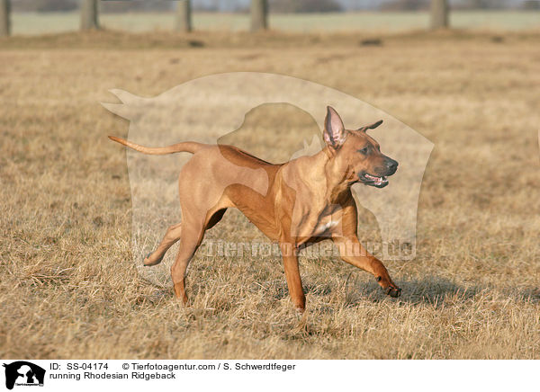 rennender Rhodesian Ridgeback / running Rhodesian Ridgeback / SS-04174