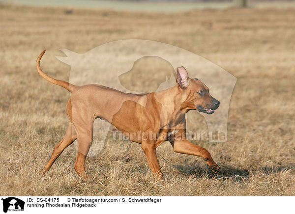 rennender Rhodesian Ridgeback / running Rhodesian Ridgeback / SS-04175