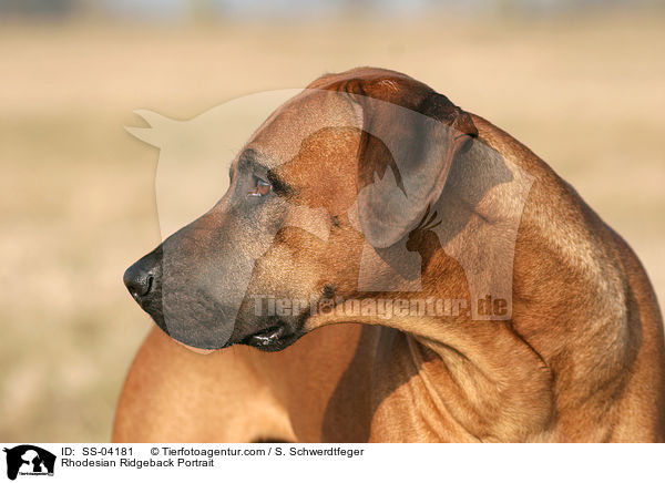 Rhodesian Ridgeback Portrait / Rhodesian Ridgeback Portrait / SS-04181