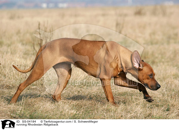 rennender Rhodesian Ridgeback / running Rhodesian Ridgeback / SS-04184