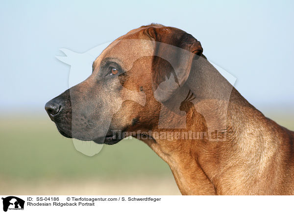 Rhodesian Ridgeback Portrait / Rhodesian Ridgeback Portrait / SS-04186