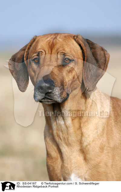 Rhodesian Ridgeback Portrait / Rhodesian Ridgeback Portrait / SS-04187