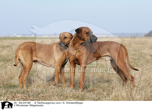 2 Rhodesian Ridgebacks / 2 Rhodesian Ridgebacks / SS-04188