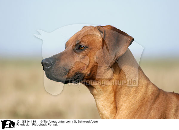Rhodesian Ridgeback Portrait / Rhodesian Ridgeback Portrait / SS-04189