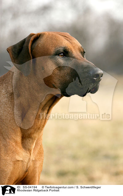 Rhodesian Ridgeback Portrait / Rhodesian Ridgeback Portrait / SS-04194