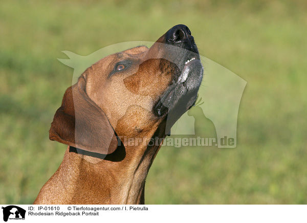 Rhodesian Ridgeback Portrait / Rhodesian Ridgeback Portrait / IP-01610