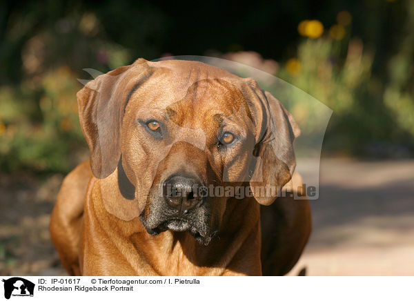 Rhodesian Ridgeback Portrait / Rhodesian Ridgeback Portrait / IP-01617