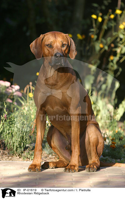 Rhodesian Ridgeback / Rhodesian Ridgeback / IP-01619
