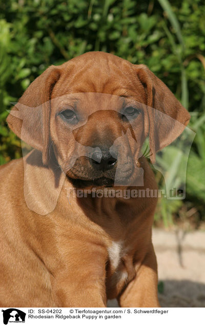 Rhodesian Ridgeback Welpe im Garten / Rhodesian Ridgeback Puppy in garden / SS-04202