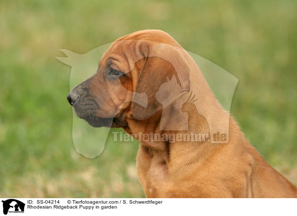 Rhodesian Ridgeback Welpe im Garten / Rhodesian Ridgeback Puppy in garden / SS-04214