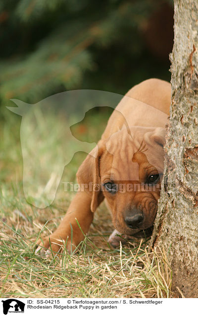 Rhodesian Ridgeback Welpe im Garten / Rhodesian Ridgeback Puppy in garden / SS-04215