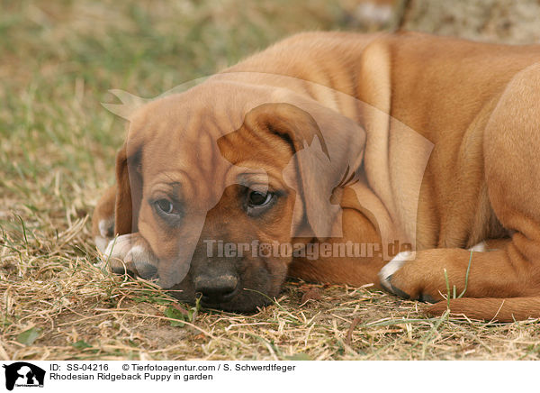 Rhodesian Ridgeback Welpe im Garten / Rhodesian Ridgeback Puppy in garden / SS-04216