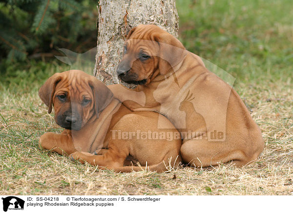 spielende Rhodesian Ridgeback Welpen / playing Rhodesian Ridgeback puppies / SS-04218