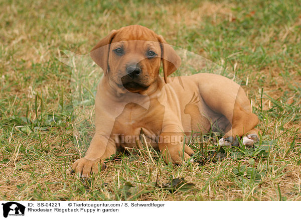 Rhodesian Ridgeback Welpe im Garten / Rhodesian Ridgeback Puppy in garden / SS-04221