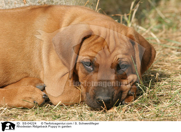Rhodesian Ridgeback Welpe im Garten / Rhodesian Ridgeback Puppy in garden / SS-04224