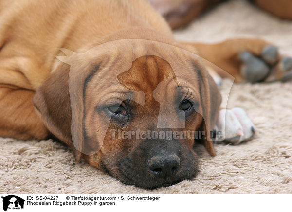Rhodesian Ridgeback Welpe im Garten / Rhodesian Ridgeback Puppy in garden / SS-04227