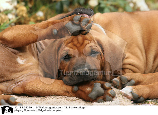 spielende Rhodesian Ridgeback Welpen / playing Rhodesian Ridgeback puppies / SS-04229