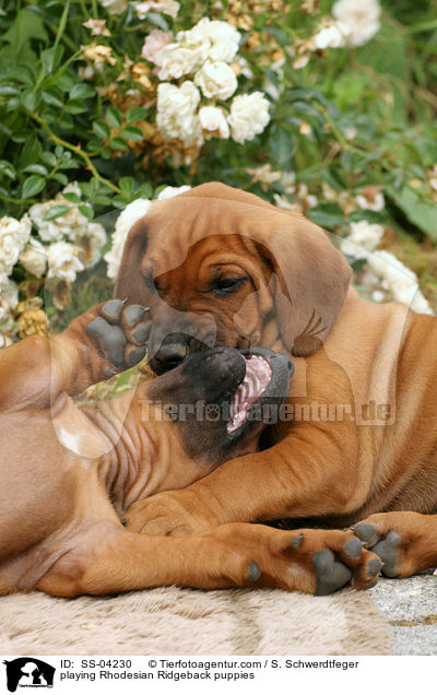 spielende Rhodesian Ridgeback Welpen / playing Rhodesian Ridgeback puppies / SS-04230