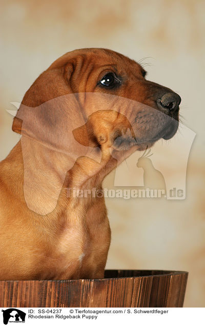 Rhodesian Ridgeback Welpe / Rhodesian Ridgeback Puppy / SS-04237