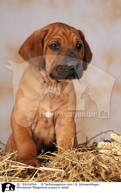 Rhodesian Ridgeback Welpe im Stroh / Rhodesian Ridgeback puppy in straw / SS-04244