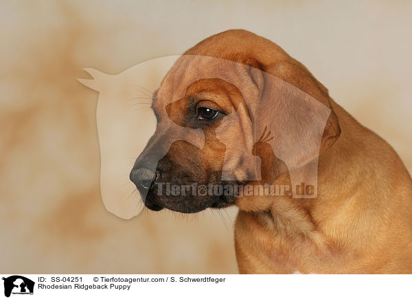 Rhodesian Ridgeback Welpe / Rhodesian Ridgeback Puppy / SS-04251