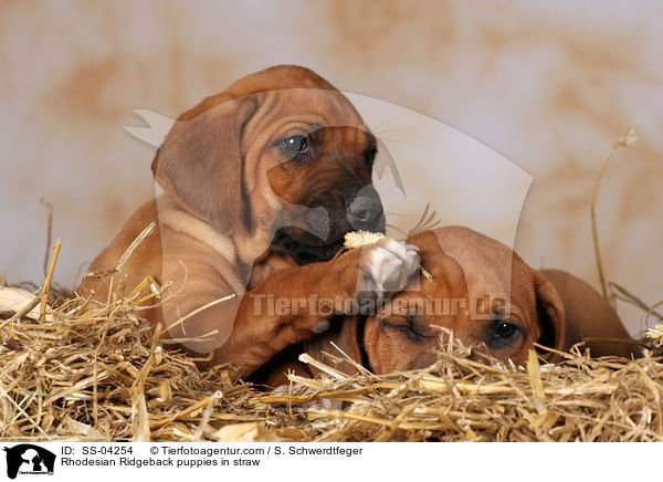 Rhodesian Ridgeback Welpen im Stroh / Rhodesian Ridgeback puppies in straw / SS-04254