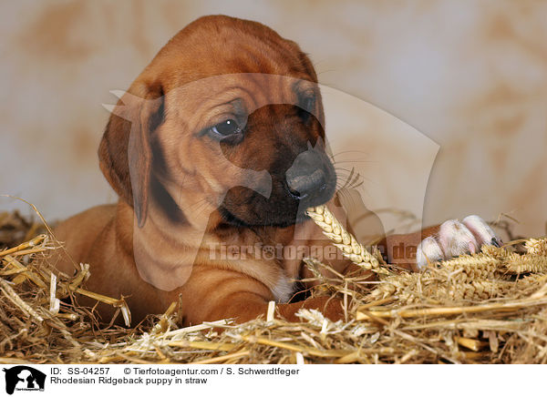 Rhodesian Ridgeback Welpe im Stroh / Rhodesian Ridgeback puppy in straw / SS-04257