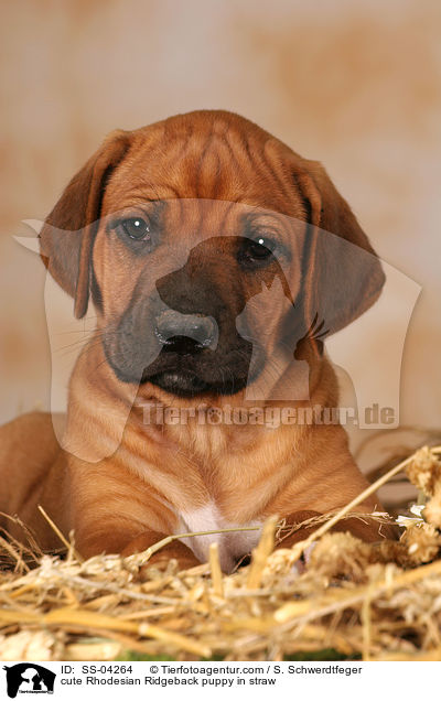 niedlicher Rhodesian Ridgeback Welpe im Stroh / cute Rhodesian Ridgeback puppy in straw / SS-04264