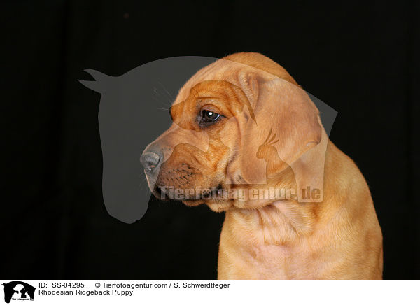 Rhodesian Ridgeback Welpe / Rhodesian Ridgeback Puppy / SS-04295